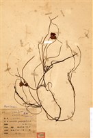 藏品(田字蘋)的圖片